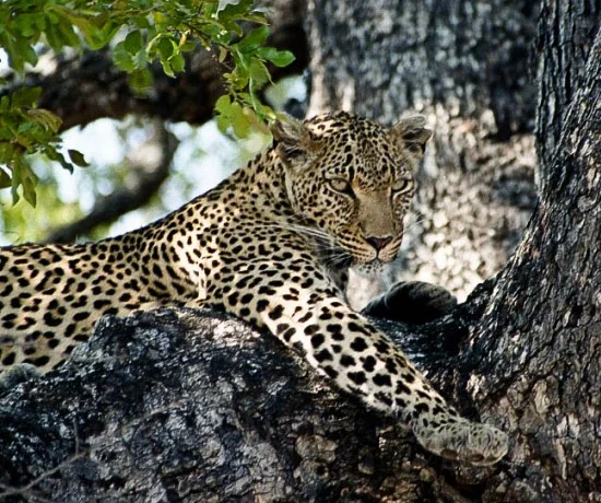 Leoparda.jpg