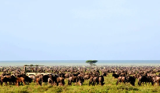 great-wildebeest-migration.jpg