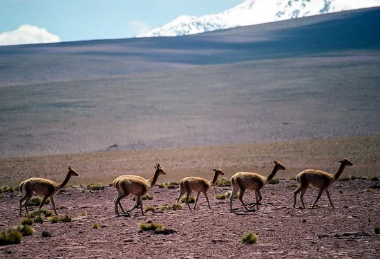 Vicunas.jpg