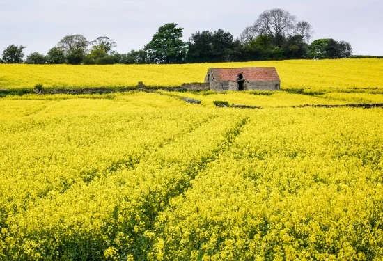 rapeseed.jpg