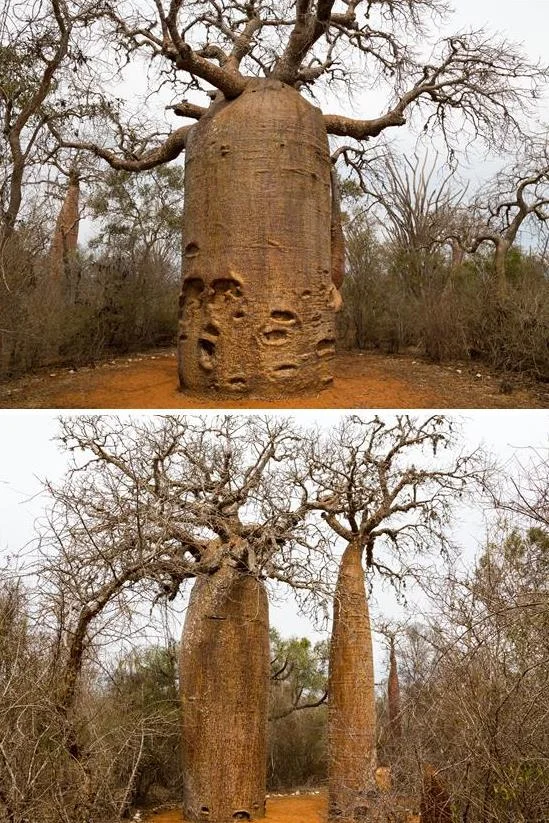 Trees1.jpg