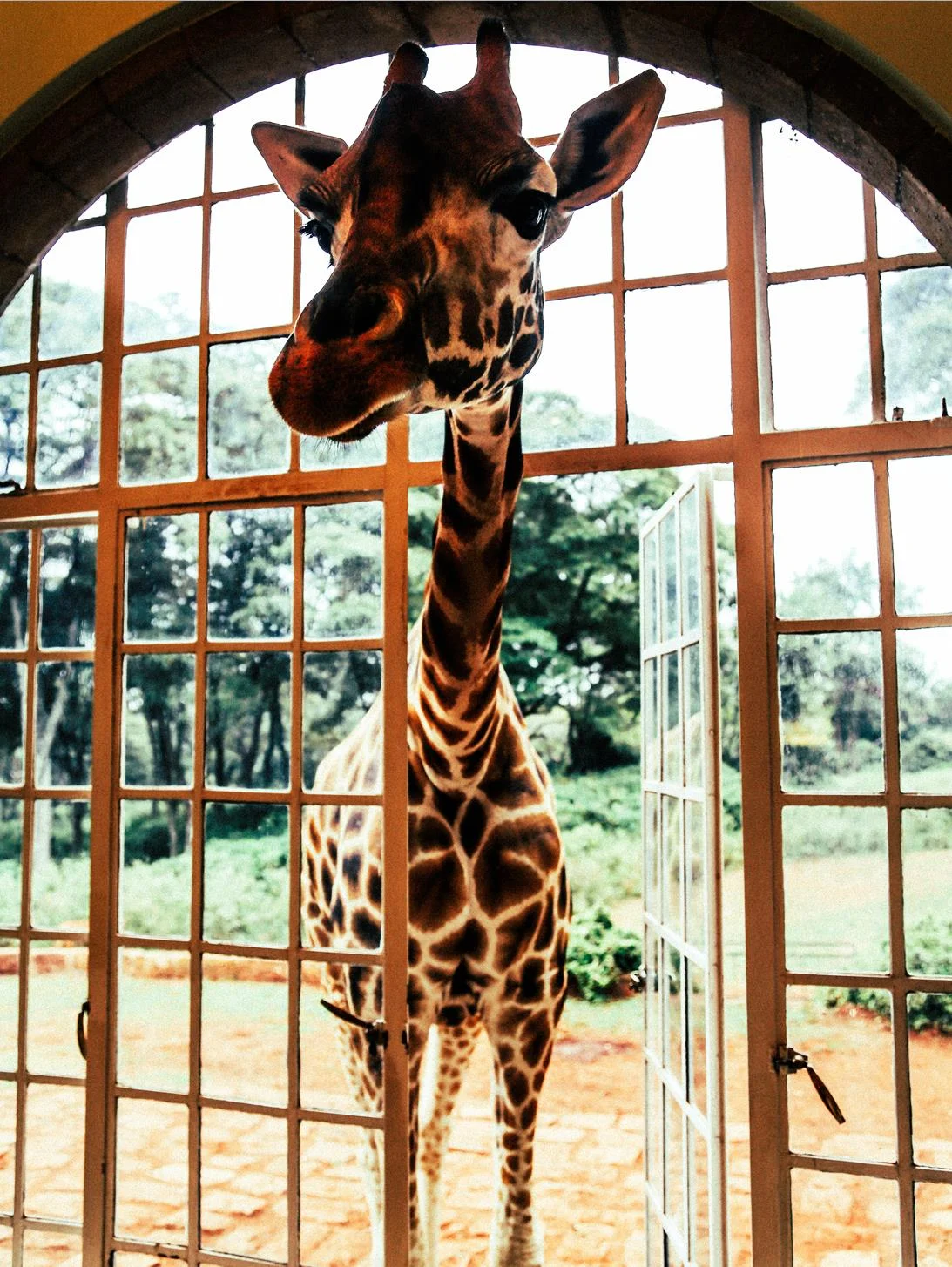 Giraffe.jpg