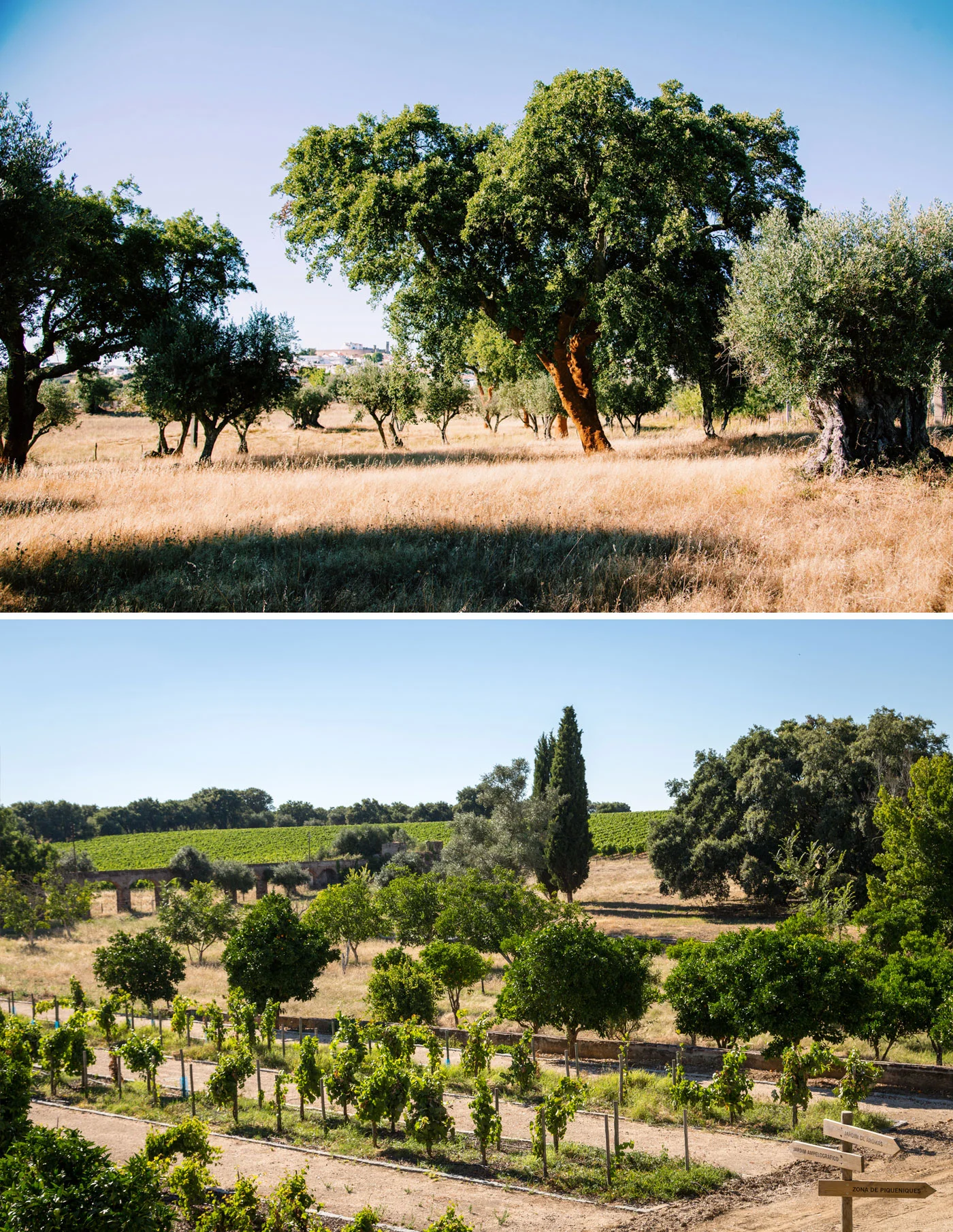 03_cork_vineyards_aug19_v2.jpg