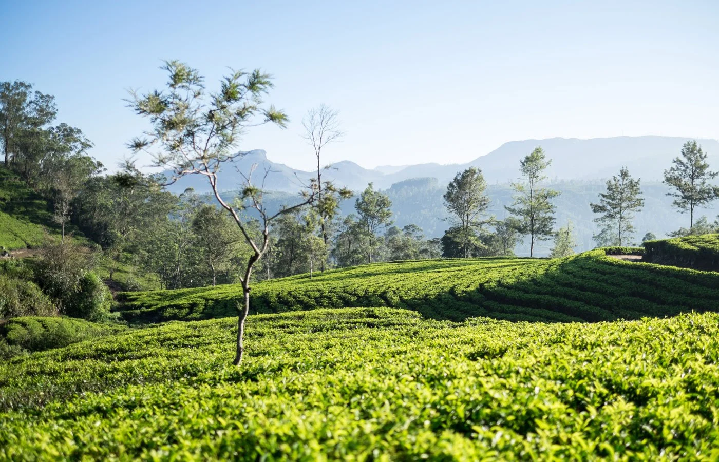 Stirring the senses in Sri Lanka 