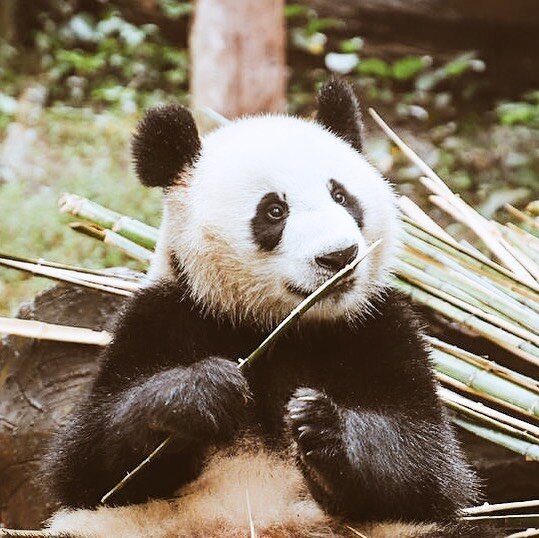 China&rsquo;s iconic giant panda 🐼 

Only around 1,860 pandas remain in the wild, mostly in China&rsquo;s Sichuan Province.  So being able to get up close to these beautiful creatures was such a privilege.

At Dujiangyan Panda Base I was able to vol