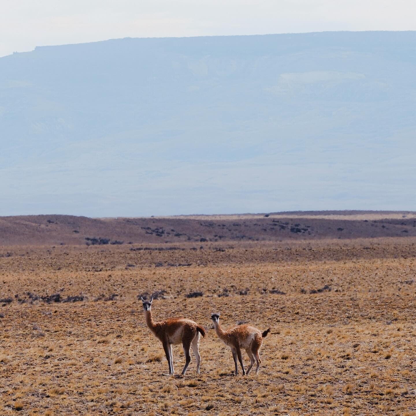 Guanacos on the Patagonian steppe 🦙 

Sitting between a Llama and Alpaca in height, these camelids survive on little or no water, getting that from their food.  They can be found in Argentinian Patagonia, but are definitely everywhere in Torres del 