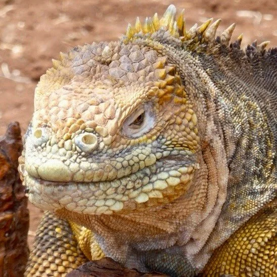 ✨ Excited for my clients embarking on an epic family adventure to Ecuador &amp; the Gal&aacute;pagos Islands! 

With two teenage nature buffs in tow, I worked with the parents to create a trip that covered different habitats and a huge variety  of wi