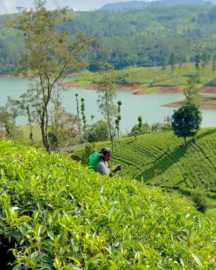 No trip to Sri Lanka is complete without a visit to the tea country, arriving  by train that has weaved its way through stunning landscapes.

At a higher elevation than elsewhere on the island, the cooler climate offers a refreshing escape.  Days unf