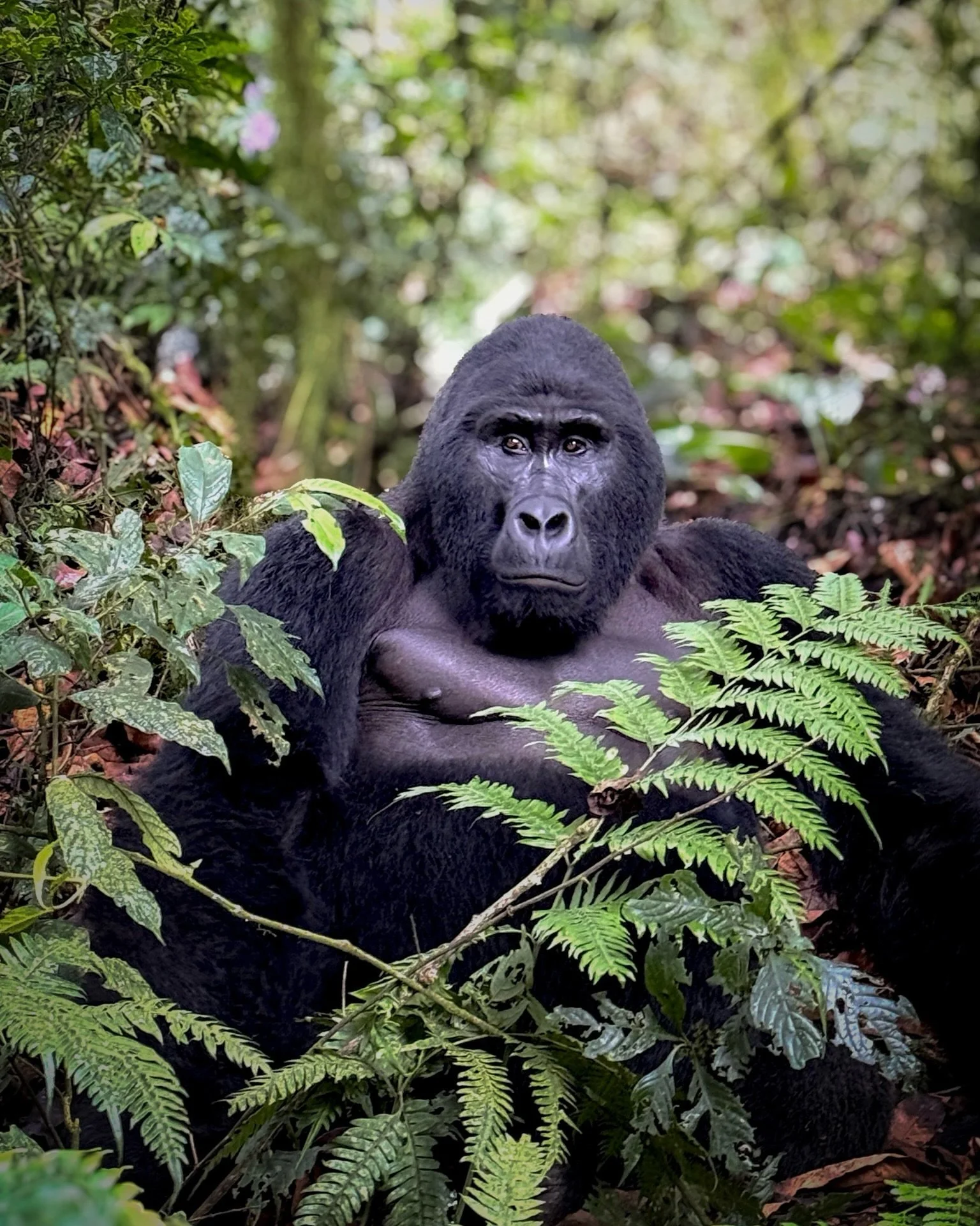 It&rsquo;s hard to put into words - or capture in pictures - just how magical my recent gorilla trek in Uganda was 🦍

Heading out into the Bwindi Impenetrable Forest, never knowing whether it will be 30 minutes or five hours before you find them. An