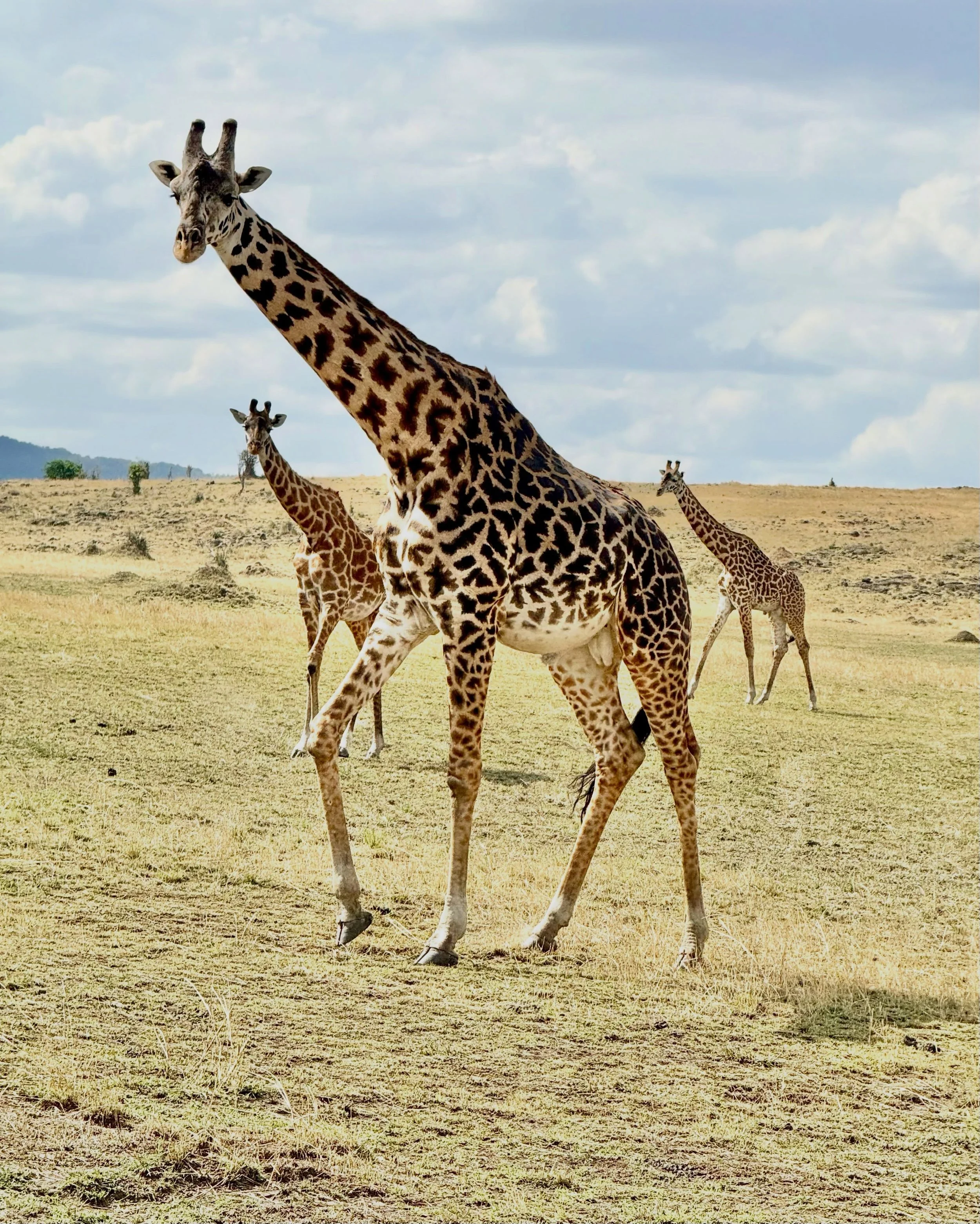 What a joy having a few days on safari in northern Serengeti 🦒 

From our base @labalabatravel Migration Camp to a ballon ride over the most stunning landscape watching the great migration from above.  We ticked off everything we wanted to see and m