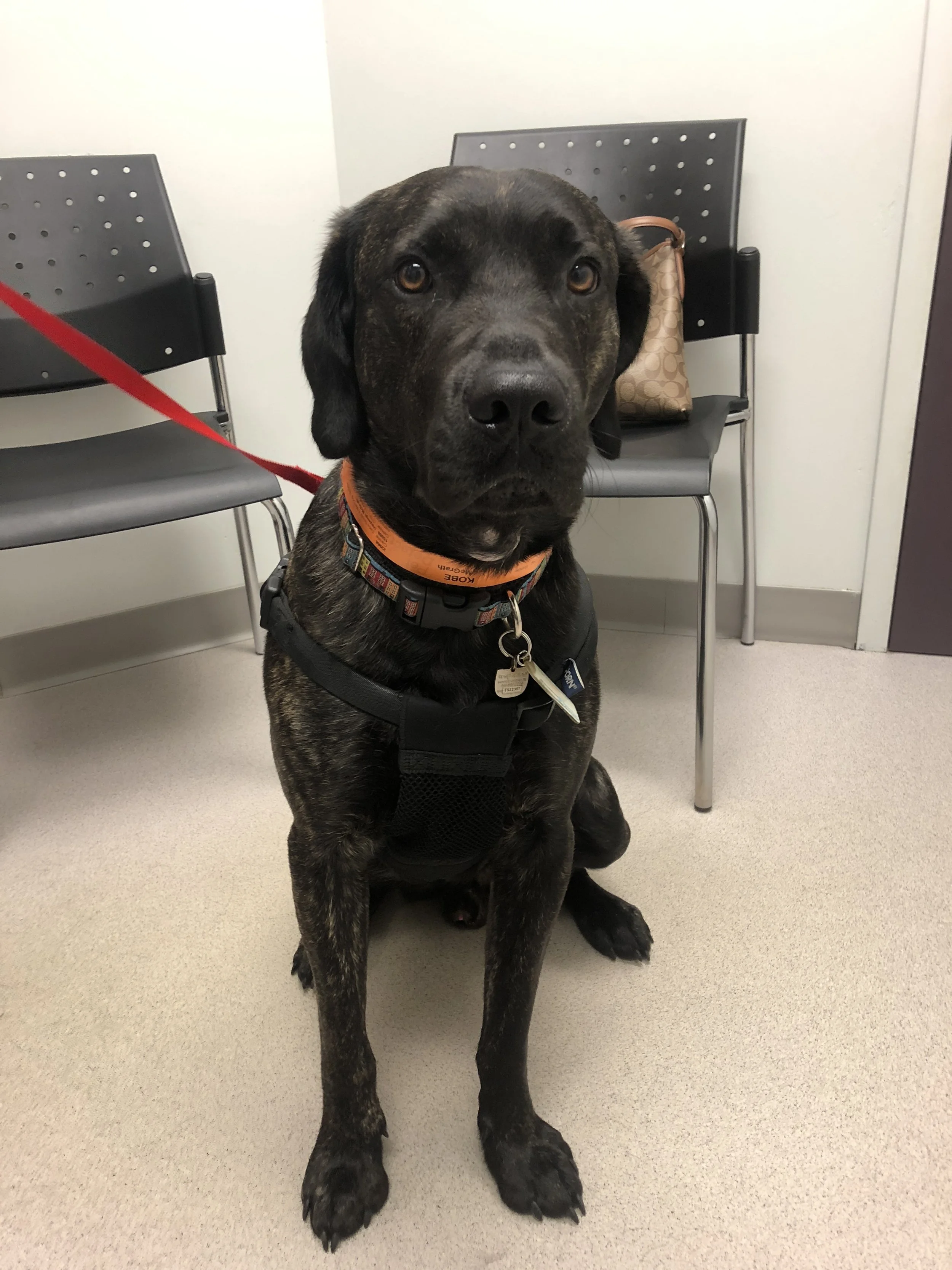 Kobe rocking his PAH information collar. You can see his lump with small bald patches from scratching.