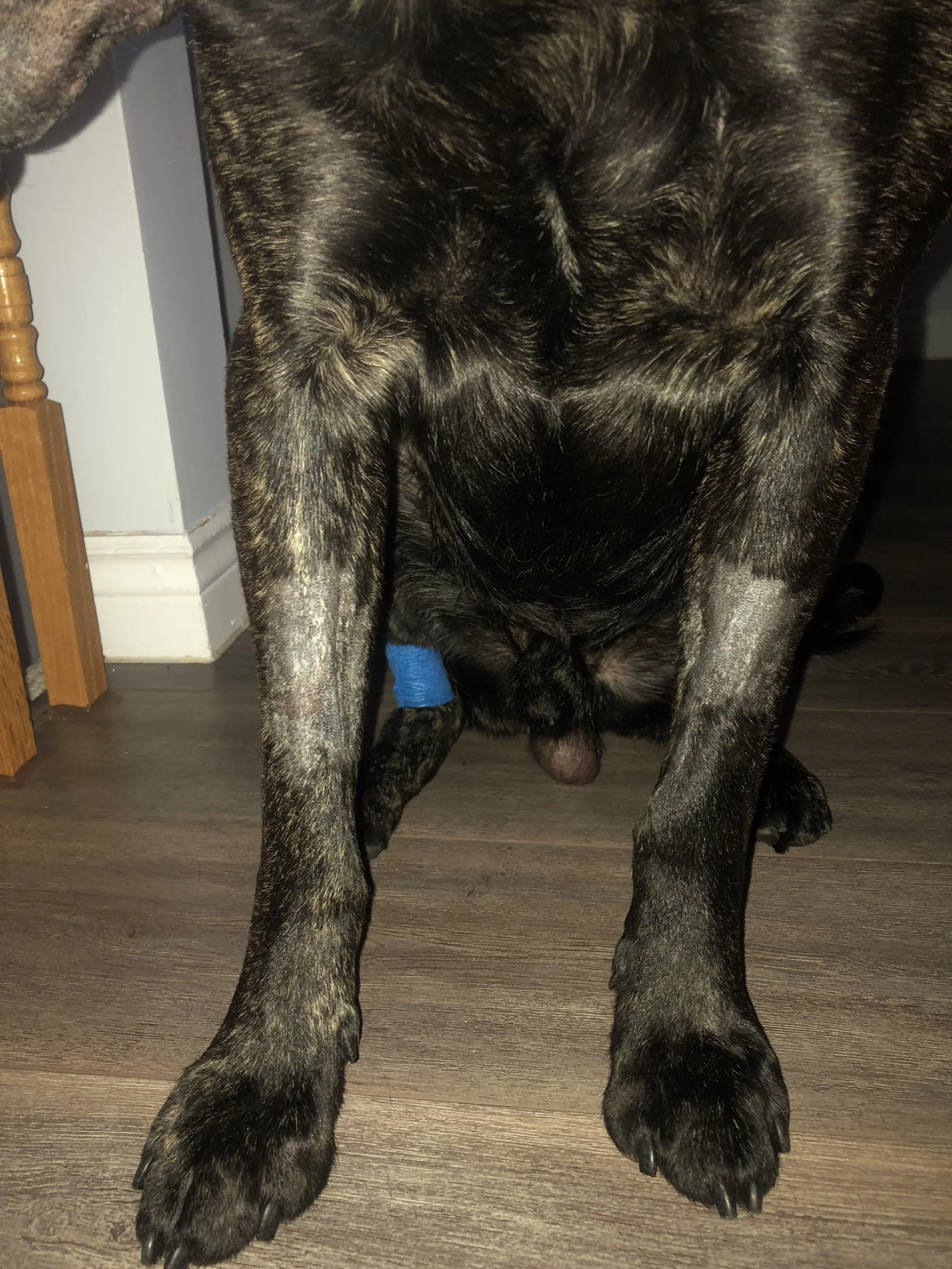 Kobe's front legs were shaved for an IV, back leg for a catheter.