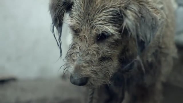 Pedigree "Bad Dog, Good Dog"