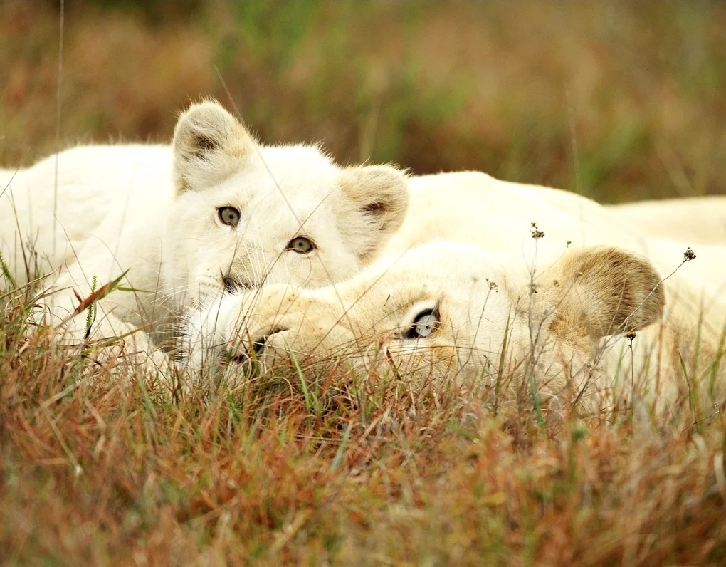 C. Shipley Sample-03.JPG