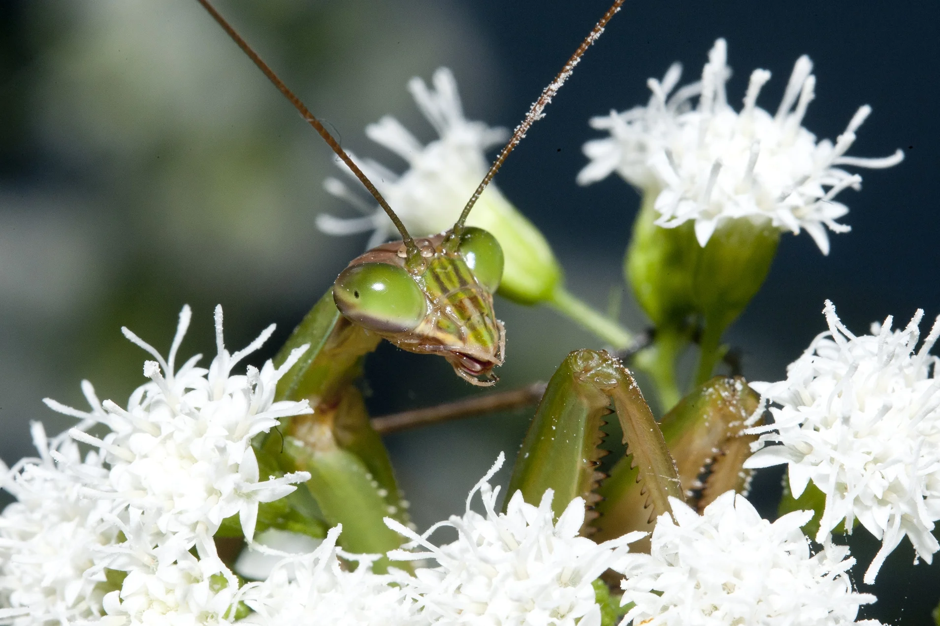 C. Shipley Sample-01.JPG