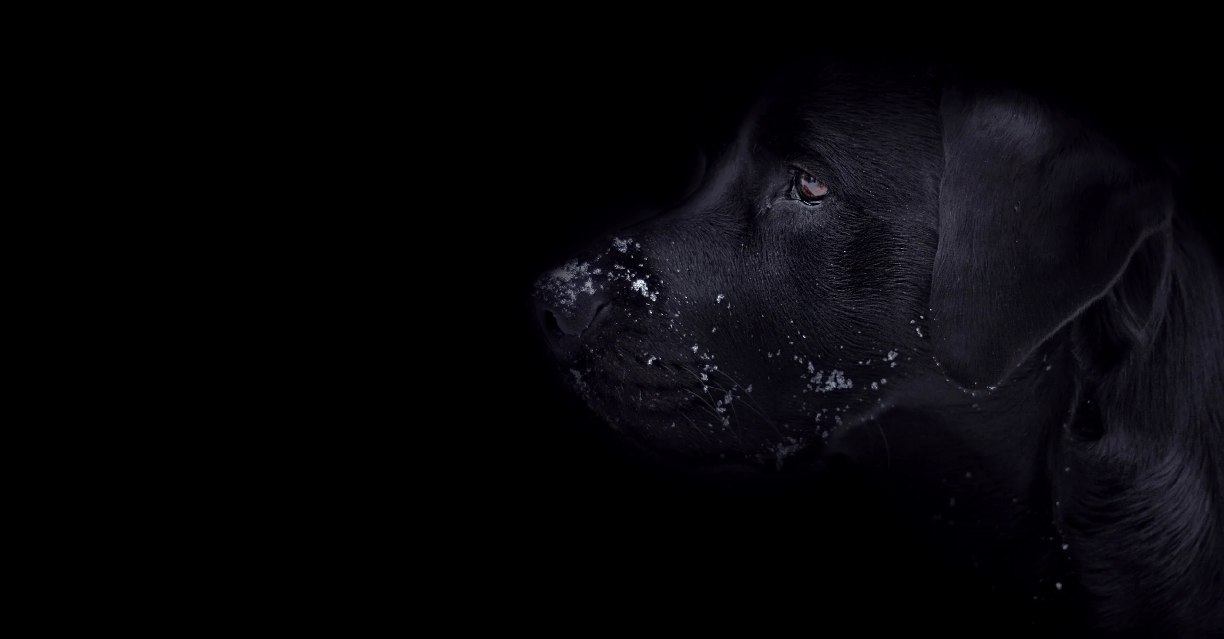 NIlesSnowPup2.jpg