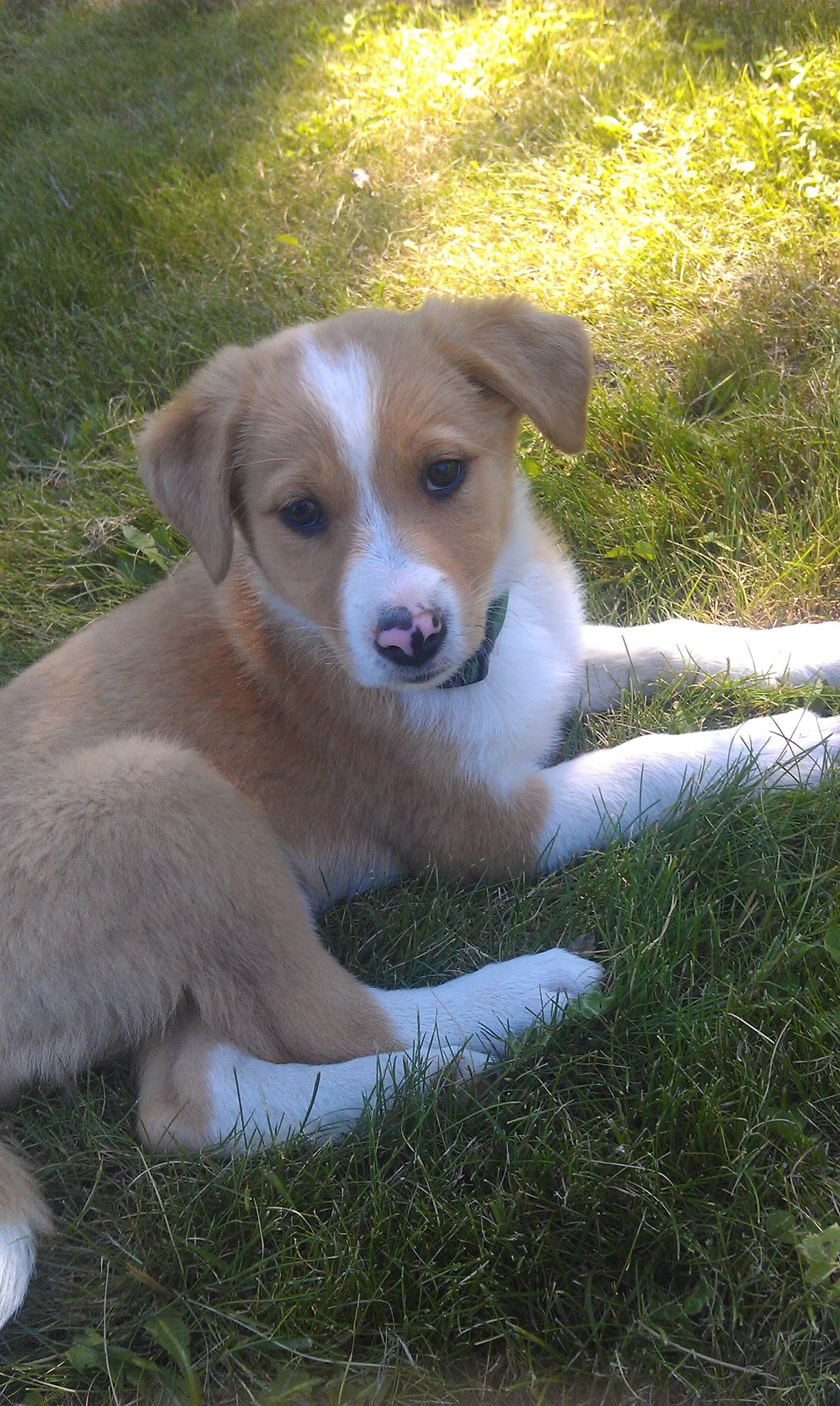 This was the day that Chris brought Gracie home -- June 21, 2013. 