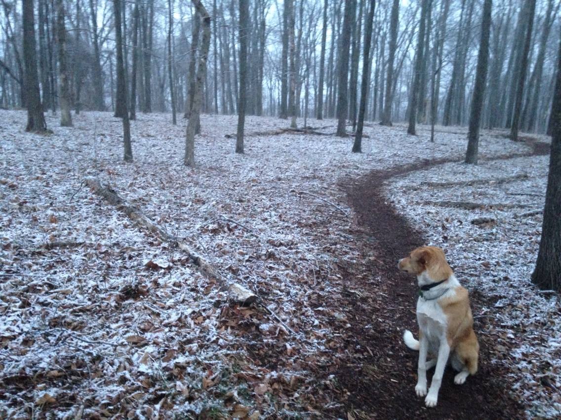 Back when Gracie and Chris lived in Poolesville, close to Rocklands Farm. She loved roaming the woods and rolling around in deer guts. 