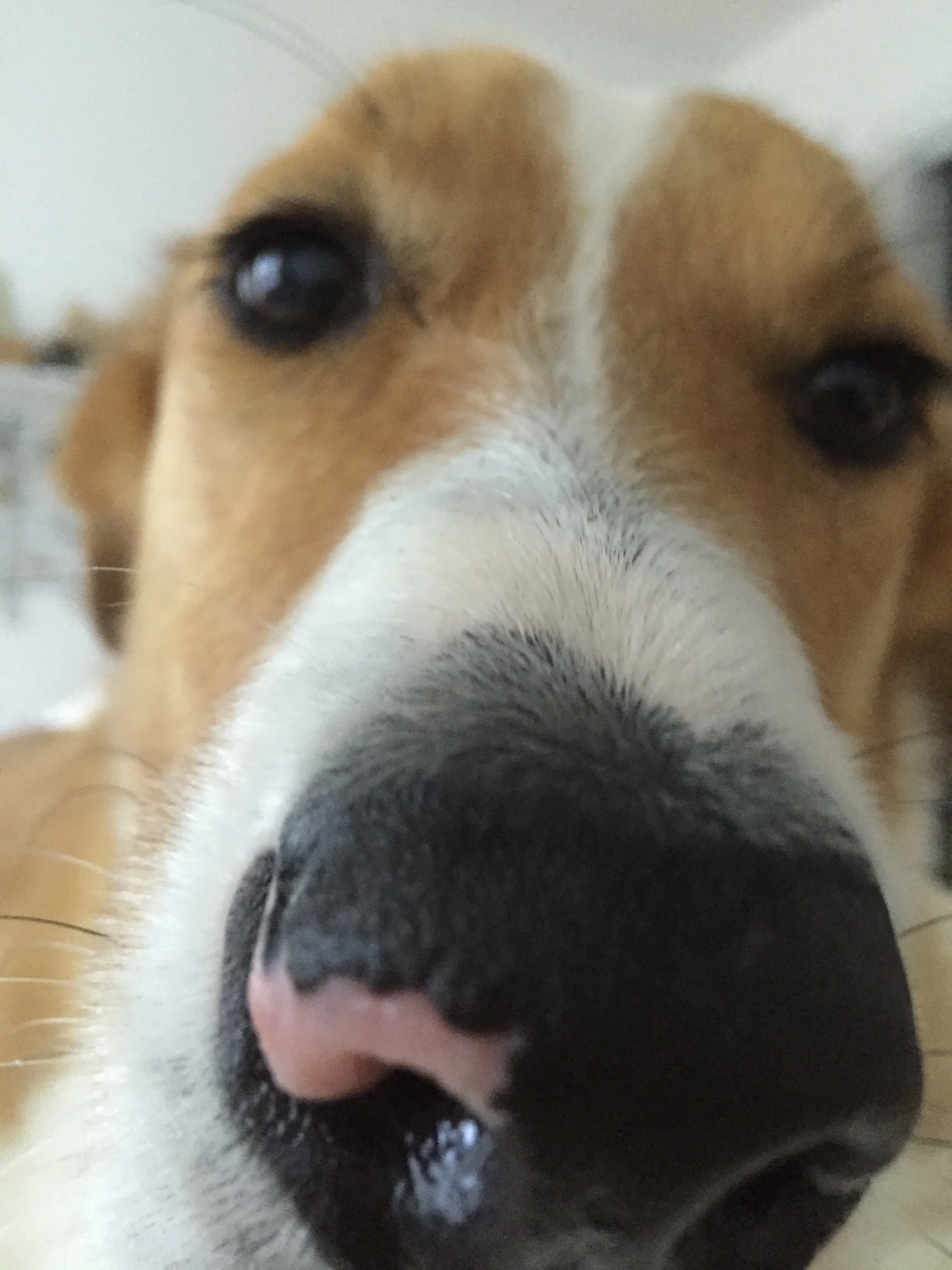 Her typical cuddle face. Gracie is very good at cuddling. 
