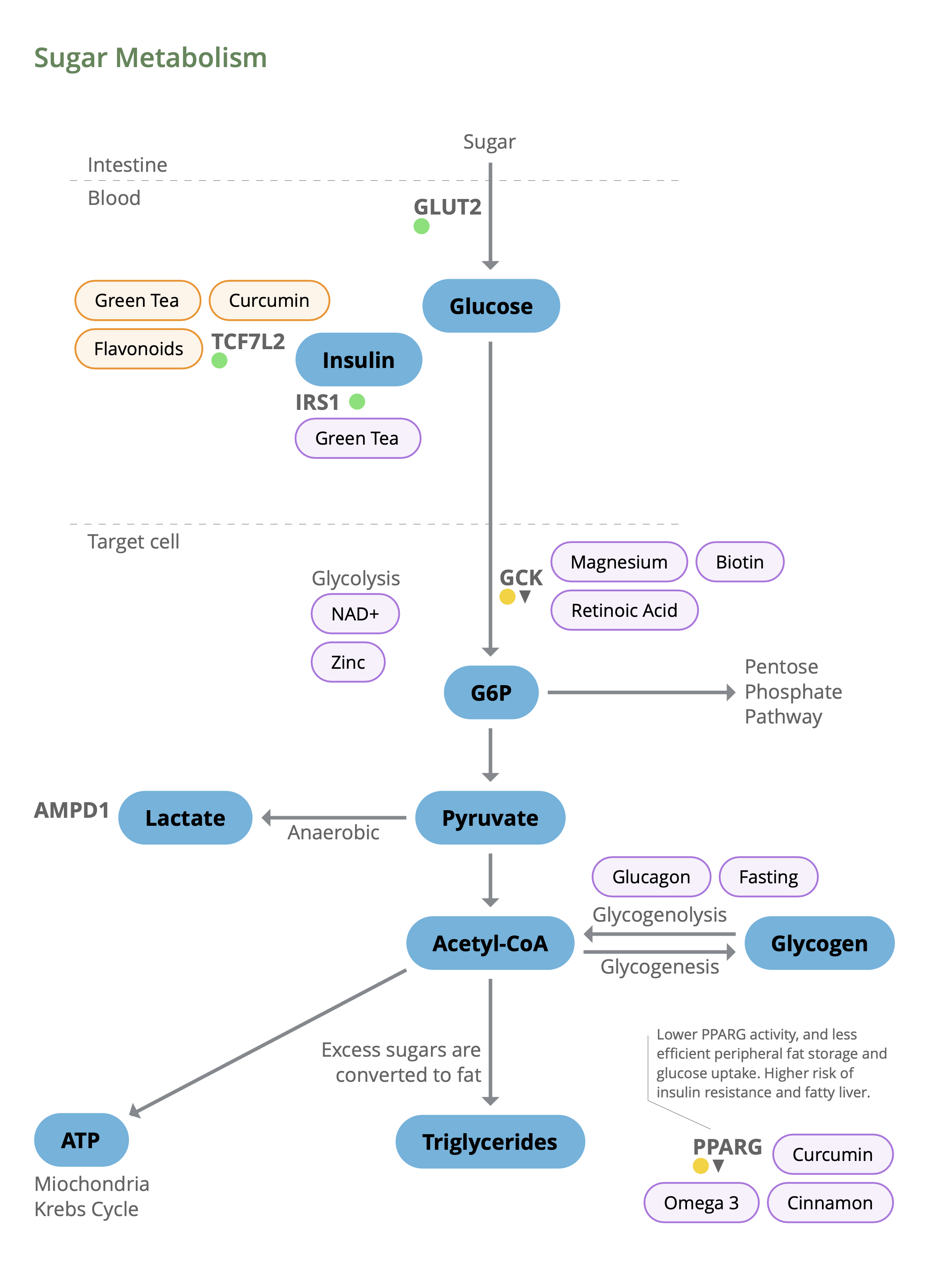 Metabolics Report — Lifecode Gx