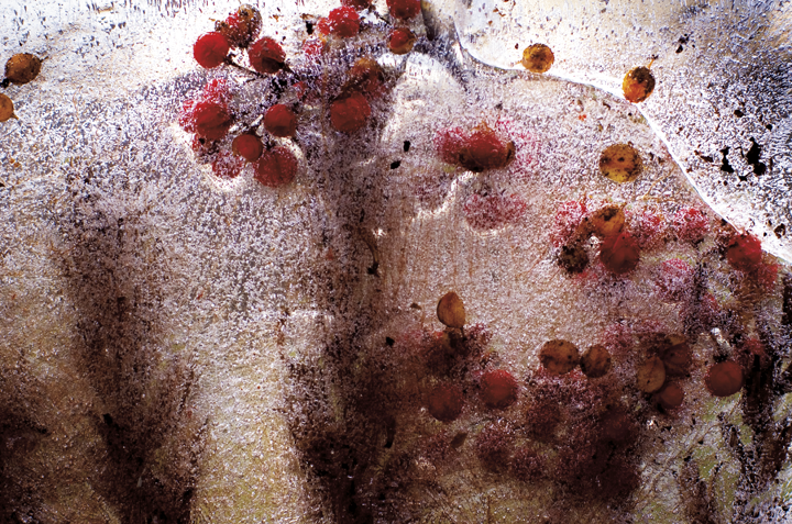 RedBerries**-9540-edit.png