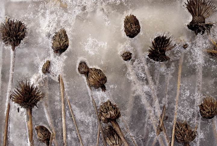 Frozen CU-Thistles7387.png