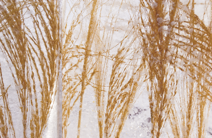 Frozen grass-7344.png