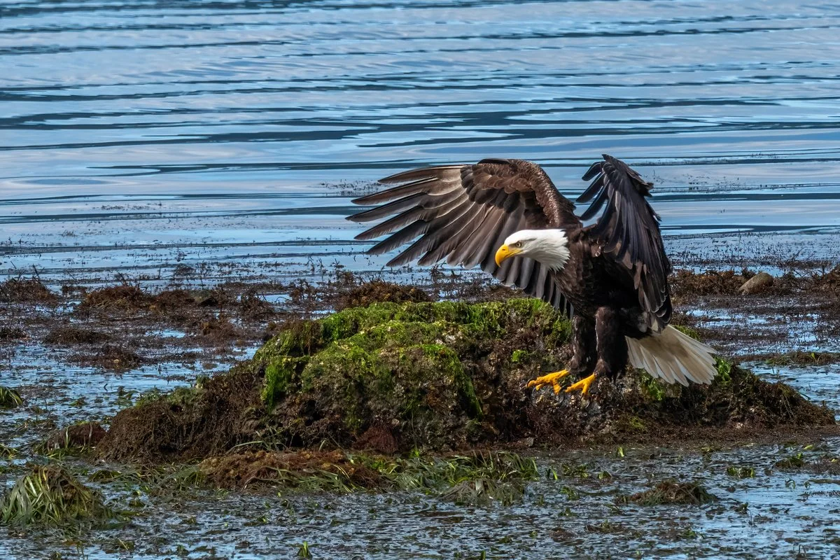 Bald Eagle 1