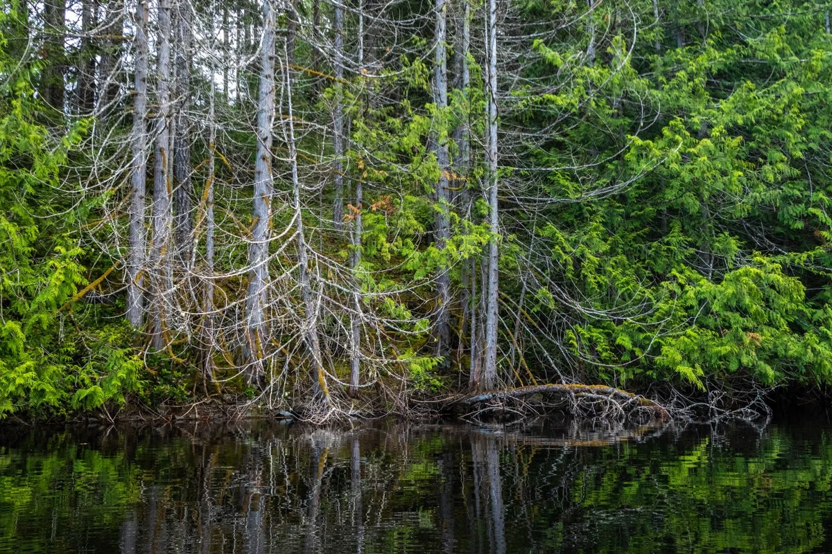 Salt Spring Woods