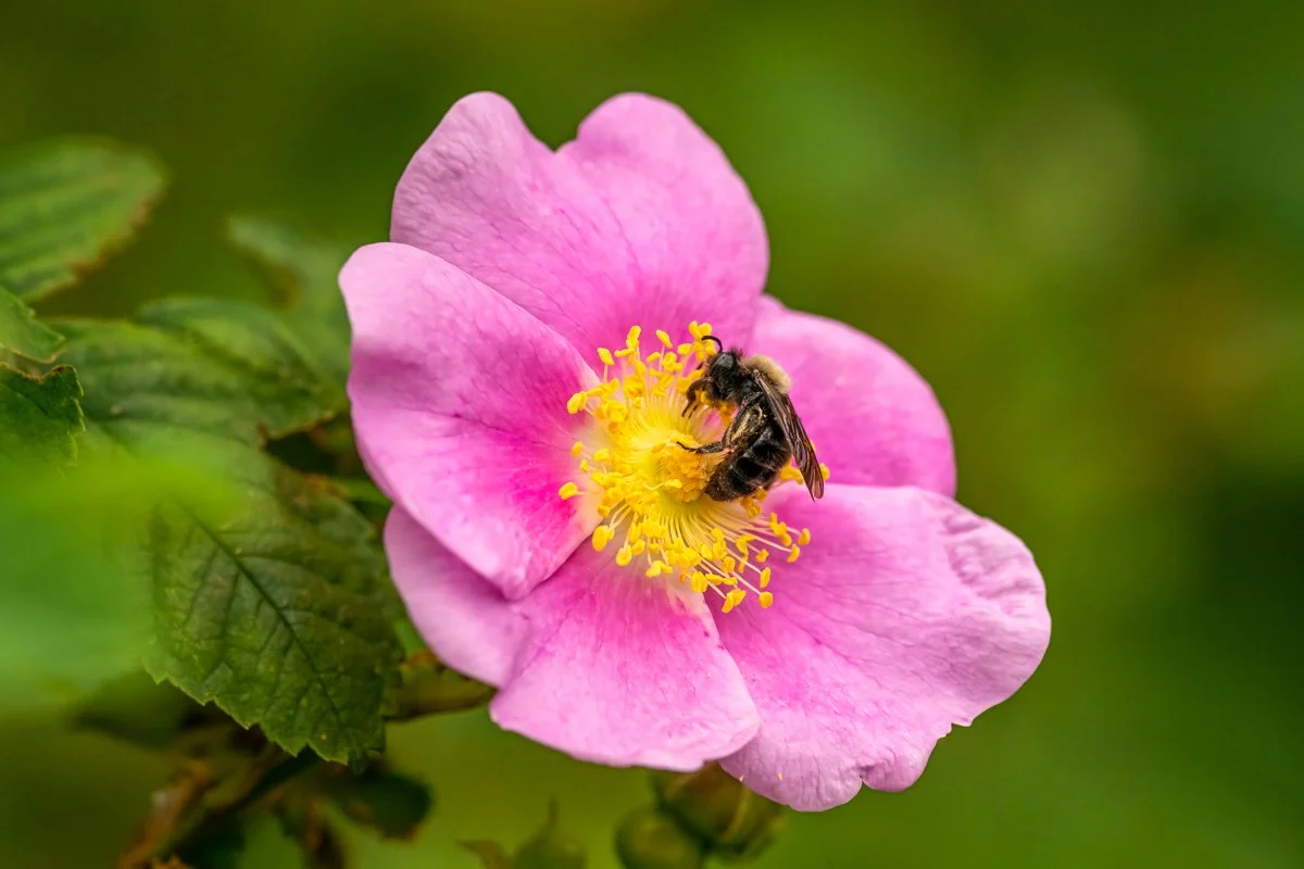 Rose 2