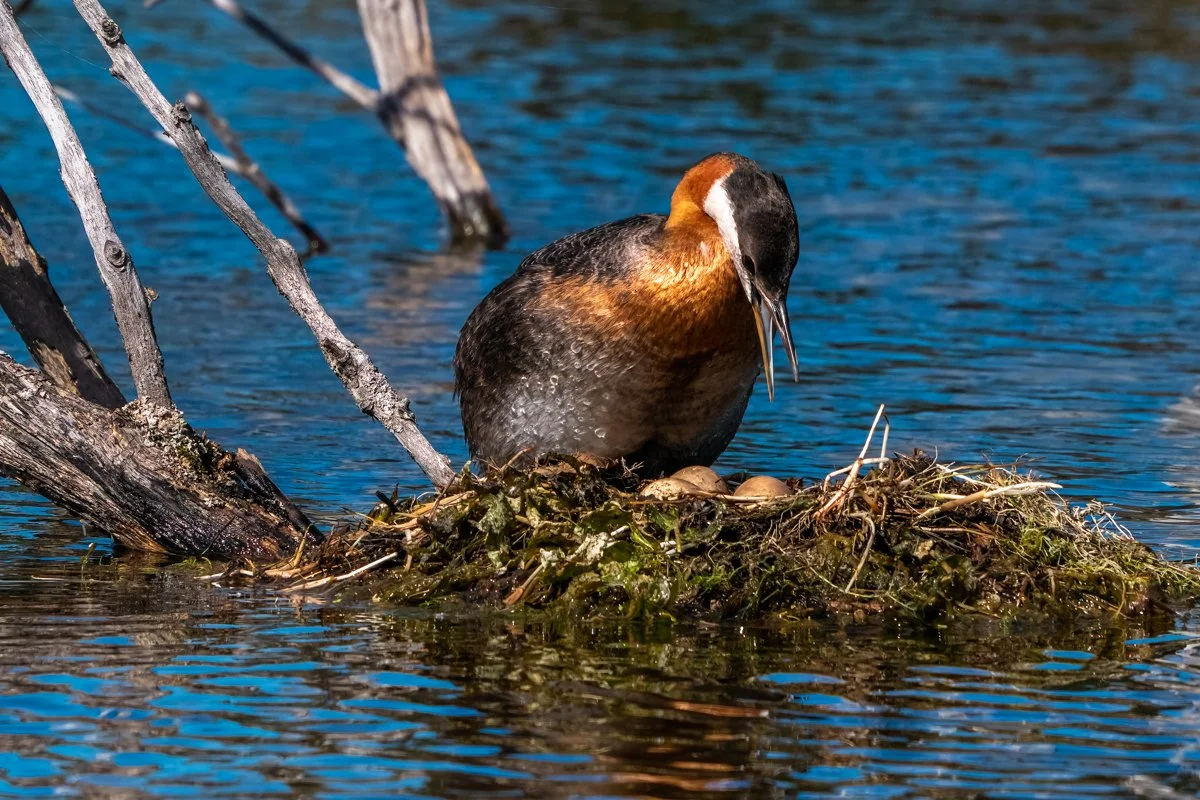 Western Grebe 1