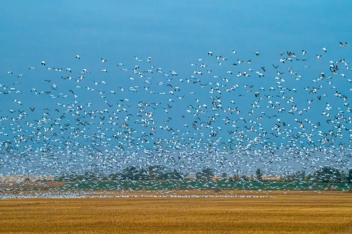 Snow Geese 2