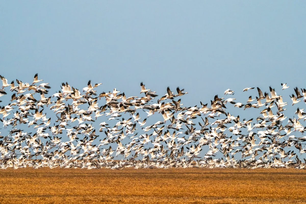 Snow Geese 3