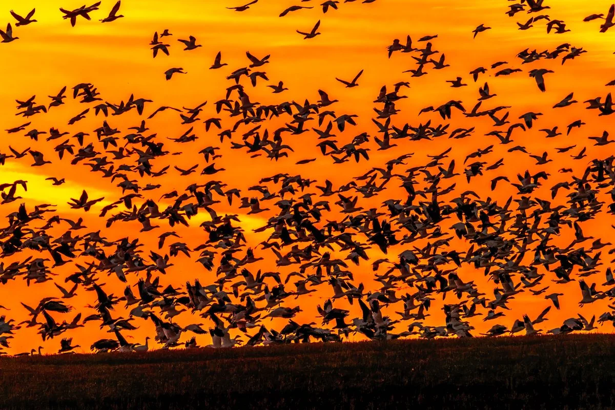 Snow Geese 4