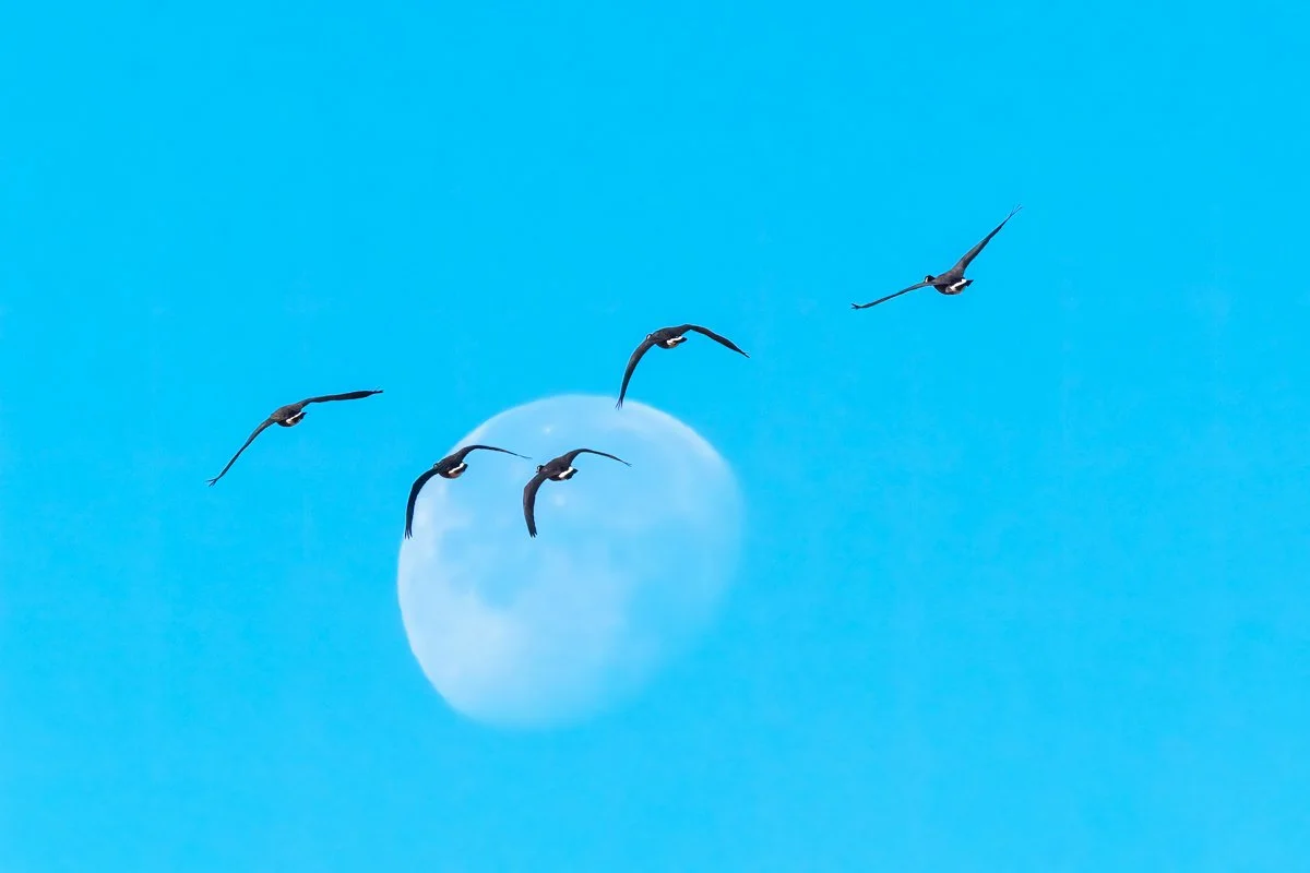 Canada Geese 1