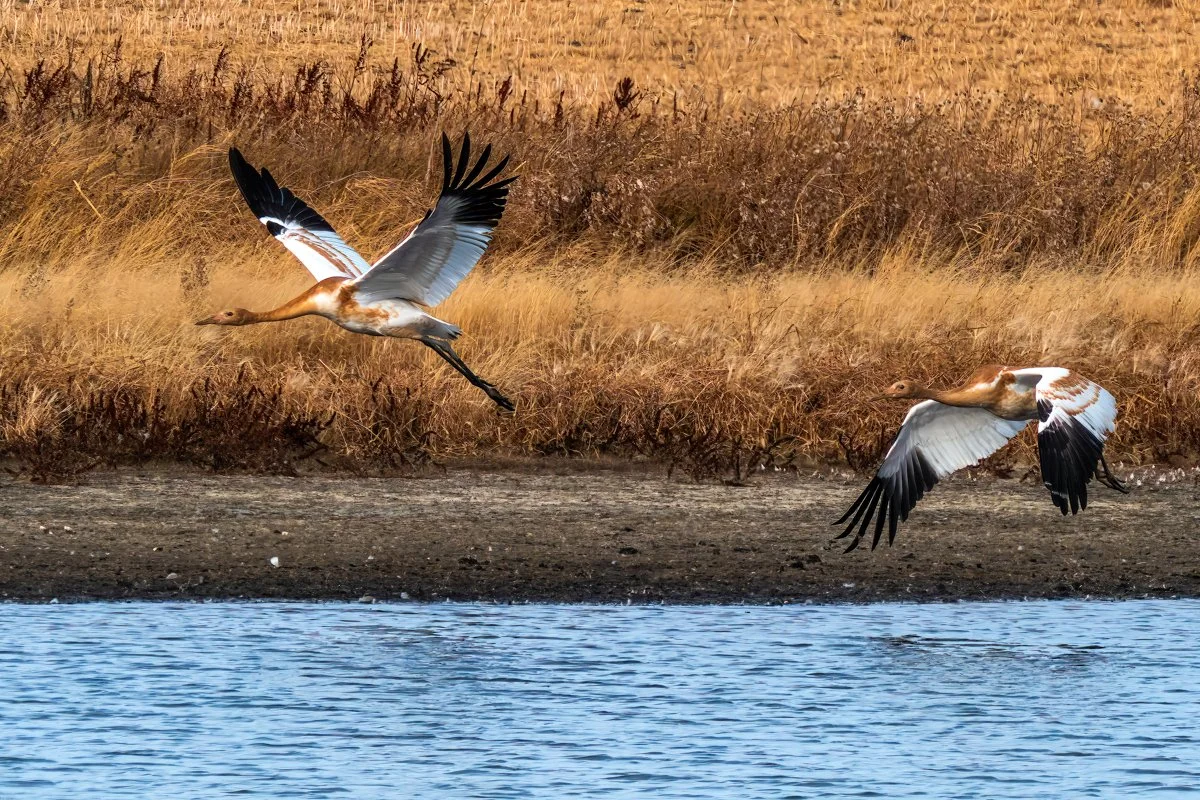 Young Whooping Cranes 1