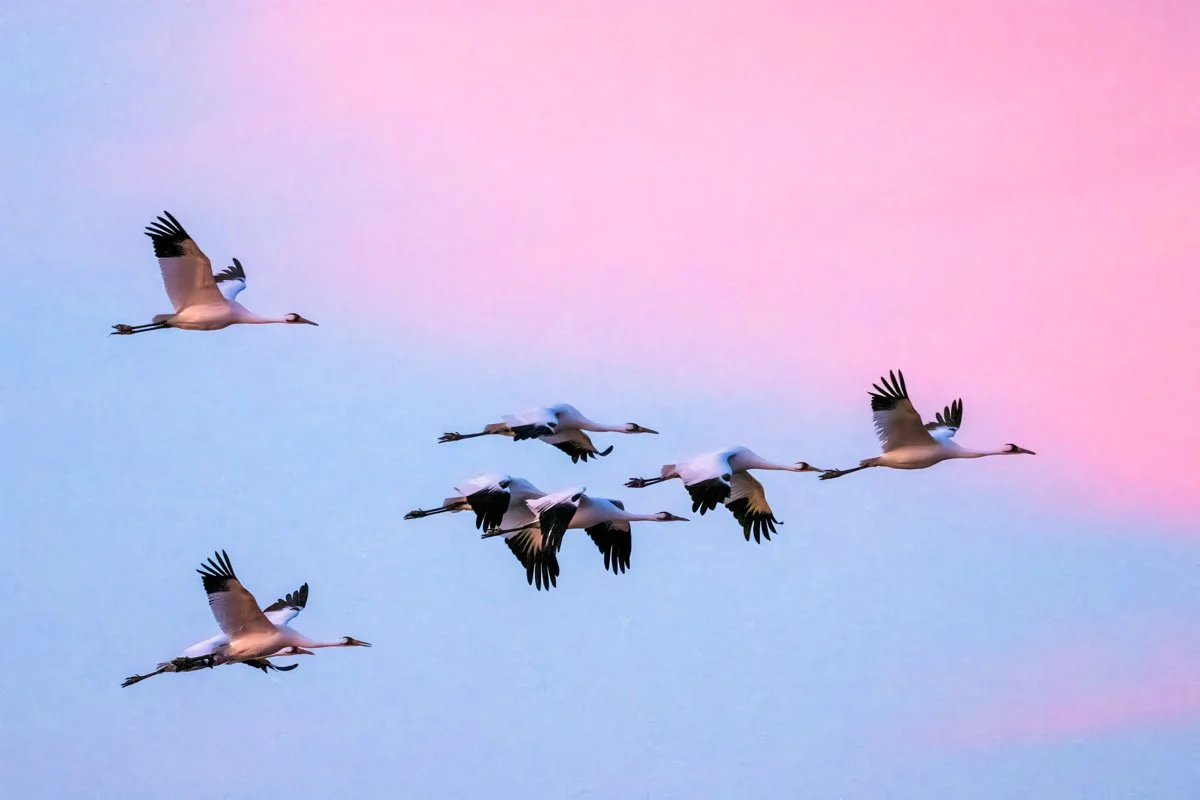 Whooping Cranes 1