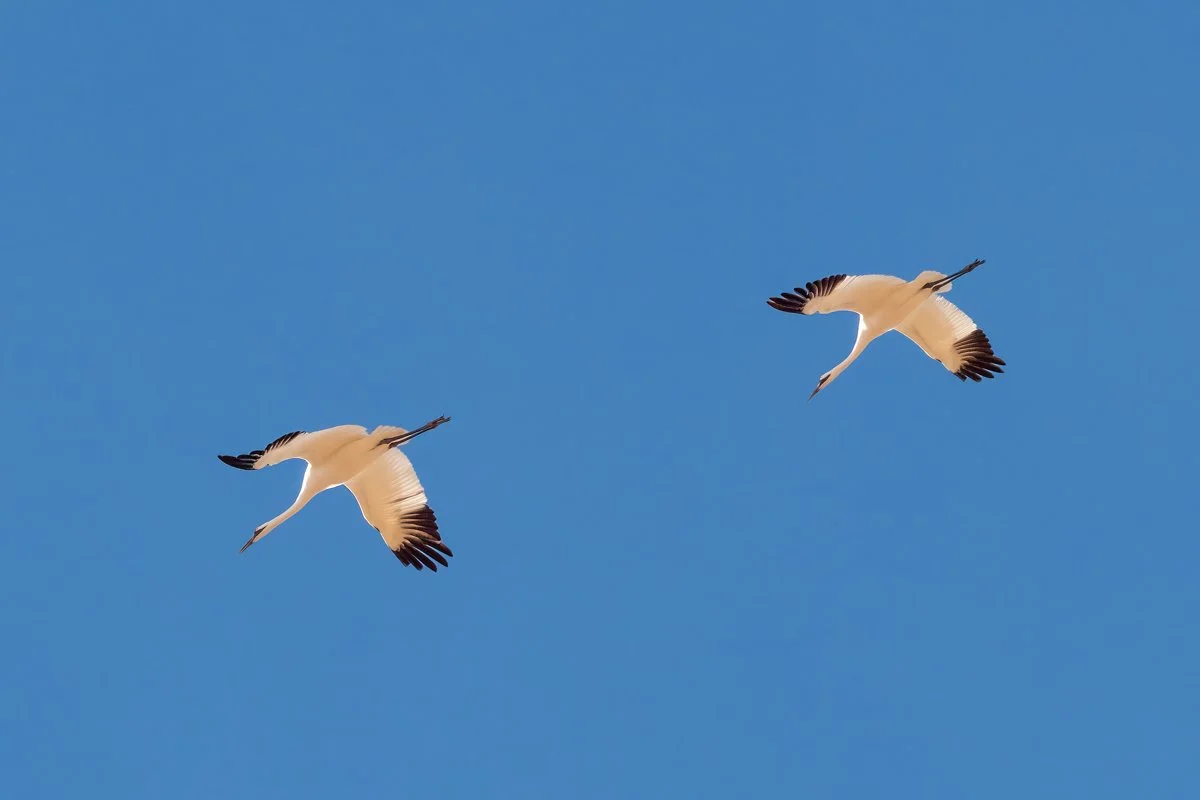 Whooping Cranes 2