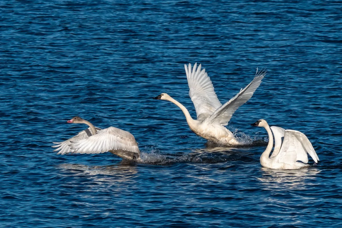 Tundra Swan Family 1