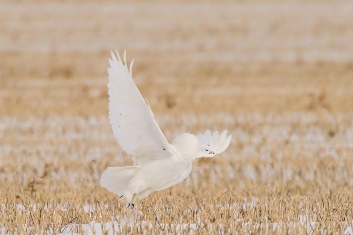 Snowy Owl 2