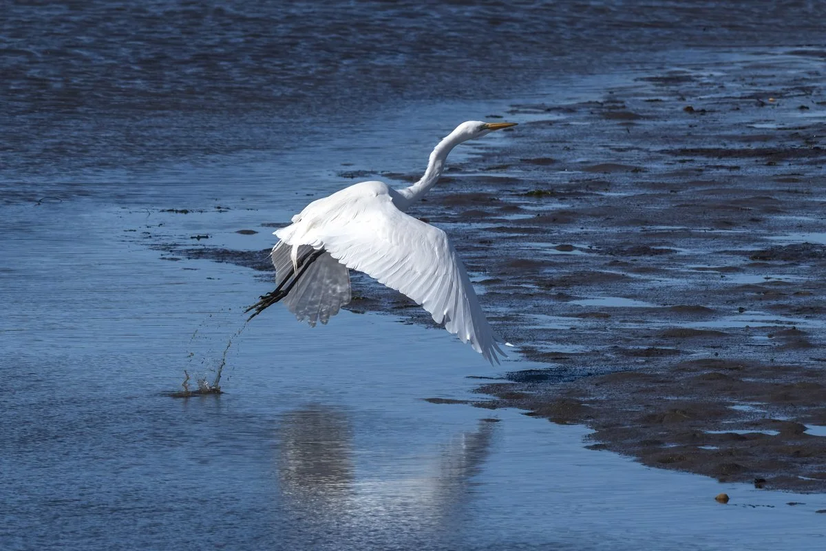 Great Egret 1
