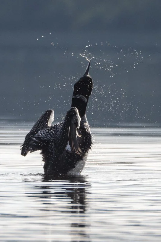 Common Loon 2