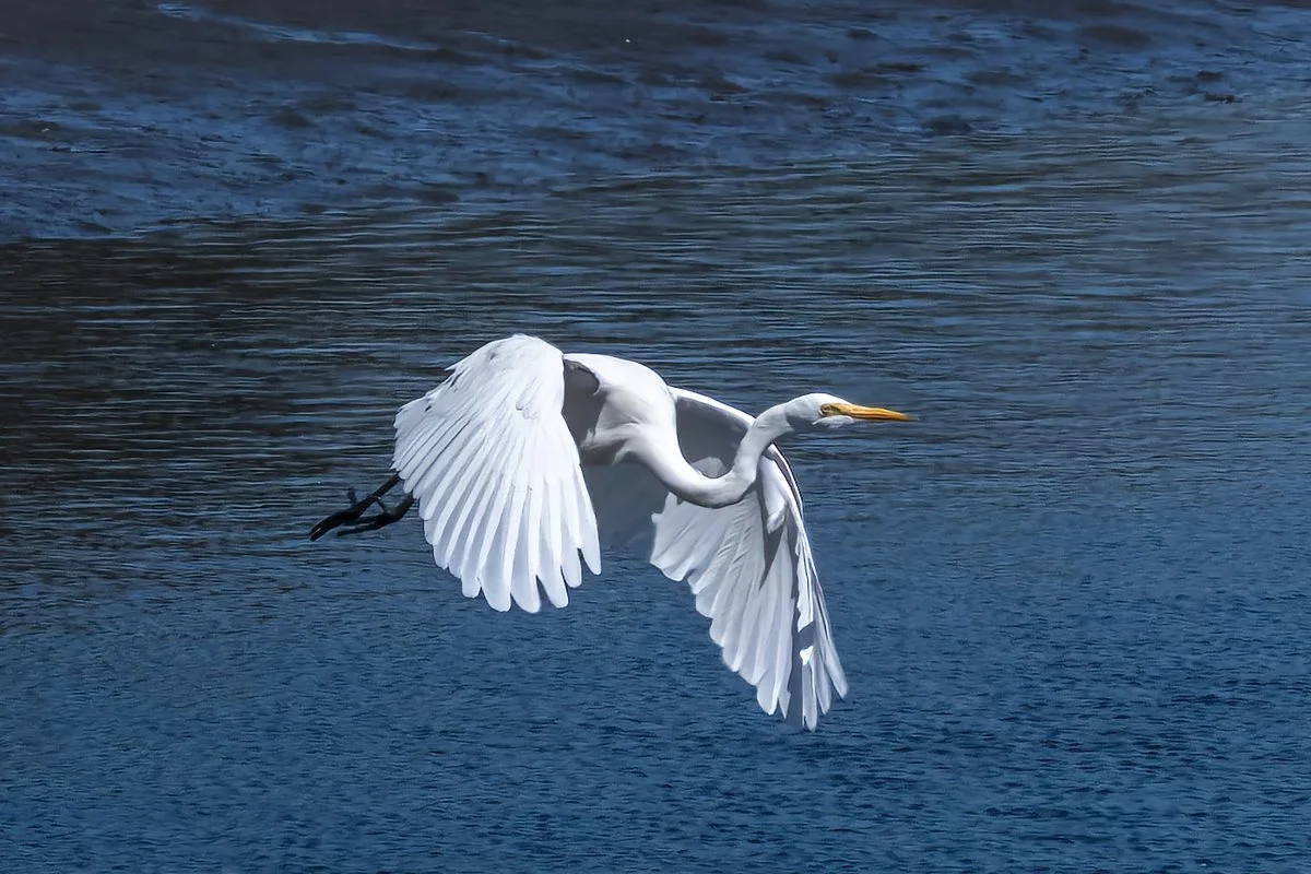 Great Egret 2