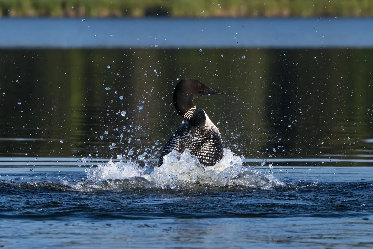 Common Loon 1