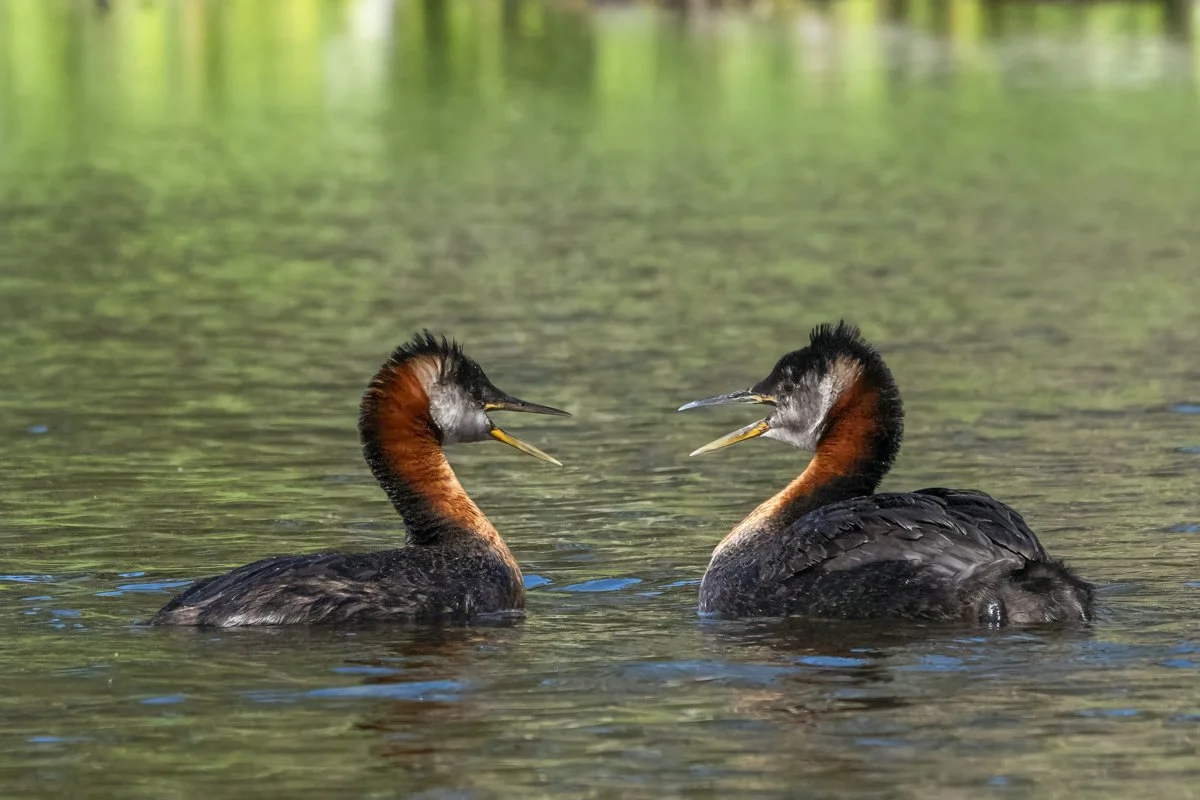 Western Grebe 2