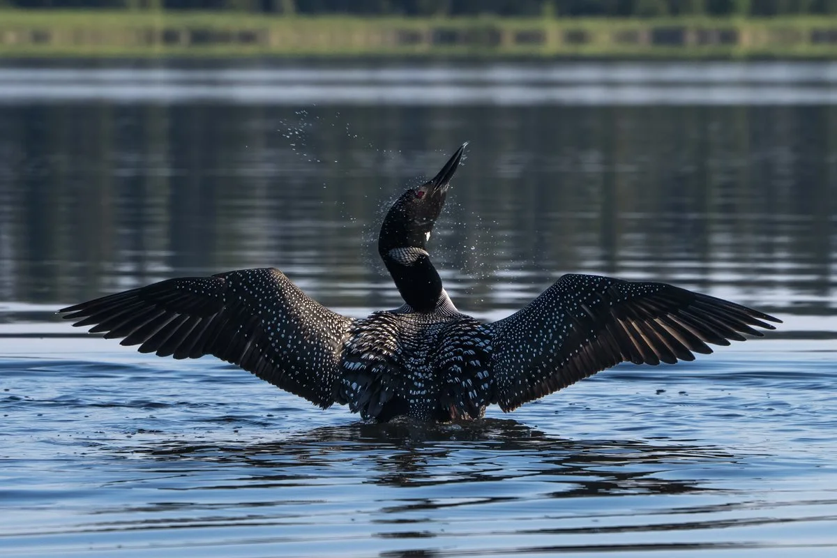 Common Loon 3