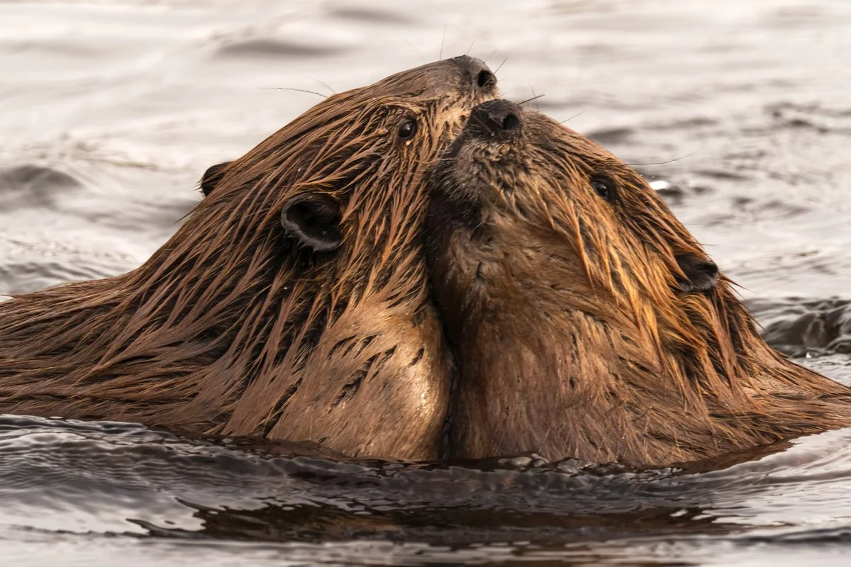 Beavers 1