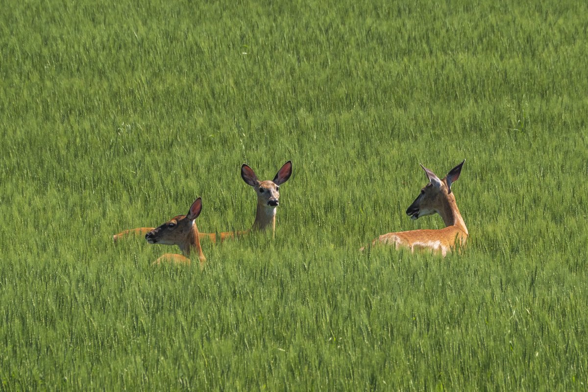 White-tailed Deer 2