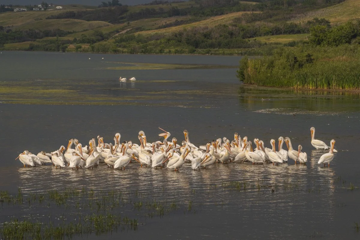 Pelican 1