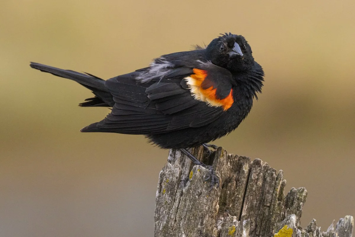 Red-Winged Blackbird 1
